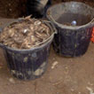 Buckets full of oyster shells from Trench 2