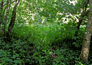 undergrowth at the site
