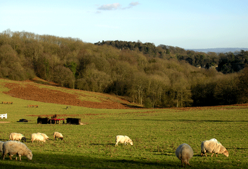 View across pasture land to the Ancient Woodland within Piercefield Park in the background