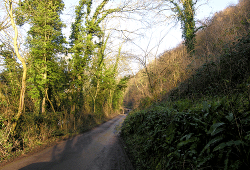 View along one of the picturesque’ walk through Beaulieu wood.