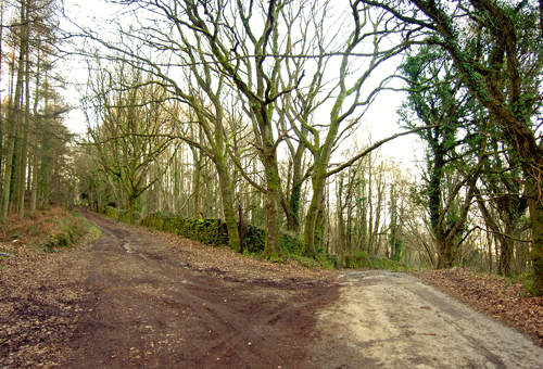 Image of trackways running through the broadleaf woodland within HLCA032.