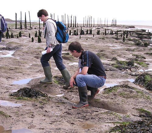 Out on the foreshore at Goldcliff, Monmouthshire, the remains of prehistoric trees can be seen embedded in the peat.  This area was once dry land, but rising sea levels killed the trees which still lie where they fell.