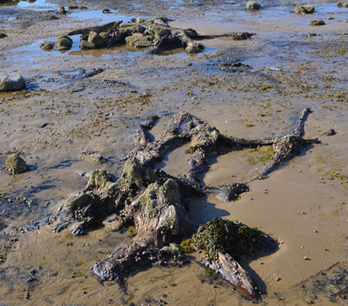 The peat deposits off the northwestern corner of Whiteford Point, Gower include the remains of oak, hazel and birch trees – stumps, fallen trucks and branches and leaves. These trees once surrounded pools of fresh water and have been dated to the Late Mesolithic/Early Neolithic Period. 